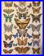 DEAD and COMPANY VIP POSTER 2019 Tour BUTTERFLY EMEK S/N Butterflies Bob Weir