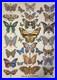 Dead And Company Butterfly Poster S/n