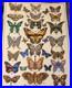 Dead And Company Butterfly Poster S/n