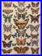 Dead And Company Butterfly Poster S/n